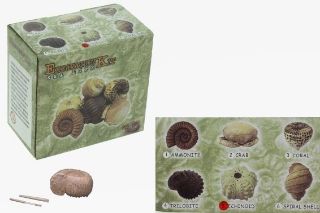 Obrázek z Tesání mušle 11cm, 6dr (12) 